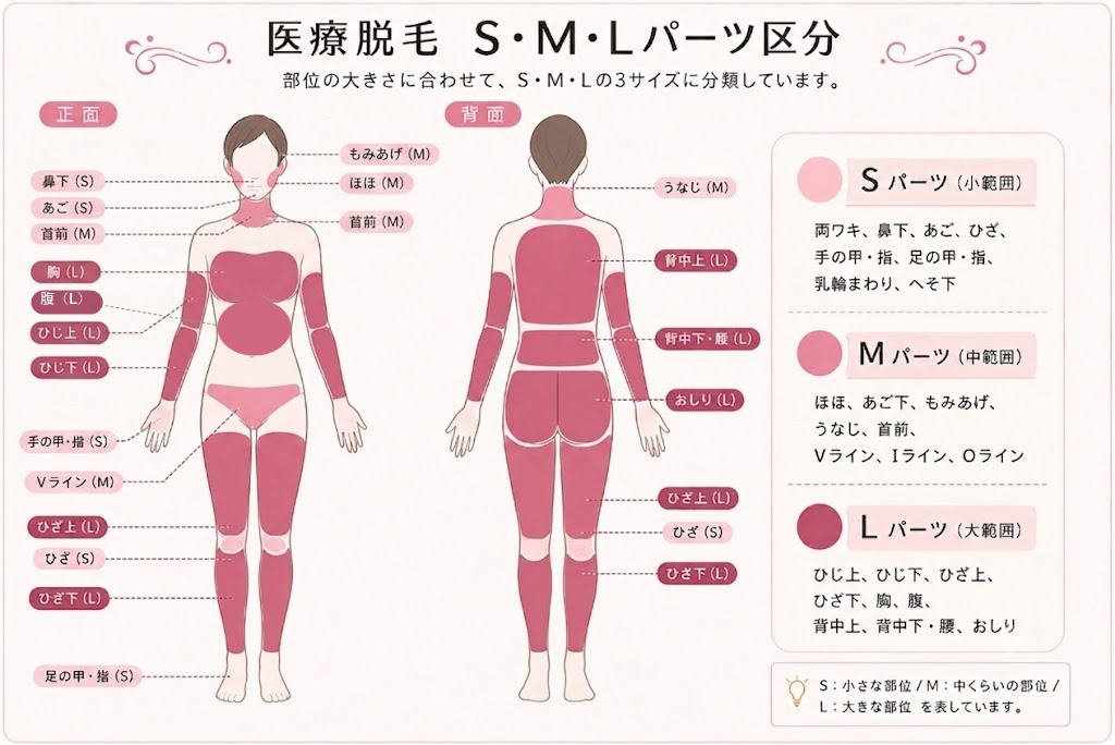 医療脱毛のS・M・Lパーツ区分図。正面・背面の人体図とともに、Sパーツ(小範囲):両ワキ・鼻下・あご・ひざ・手の甲・指・足の甲・指・乳輪まわり・へそ下/Mパーツ(中範囲):ほほ・あご下・もみあげ・うなじ・首前・Vライン・Iライン・Oライン/Lパーツ(大範囲):ひじ上・ひじ下・ひざ上・ひざ下・胸・腹・背中上・背中下・腰・おしり、を示す